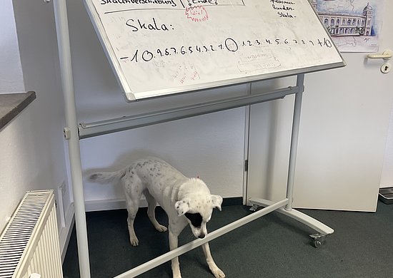 Unter einem schräg stehenden Whiteboard, auf dem ein Entwurf für das Planspiel zu sehen ist, steht ein weißer Hund mit schwarzen Punkten.